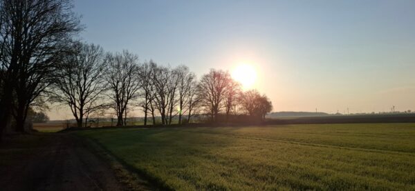 Waldweg im Licht der aufgehenden Sonne