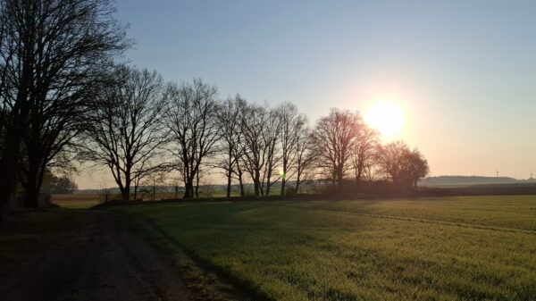 Waldweg im Licht der aufgehenden Sonne